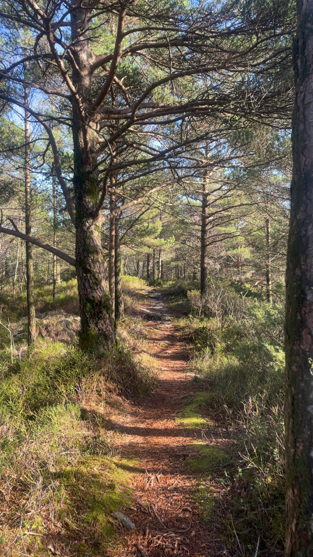Løypingåsen rundtur